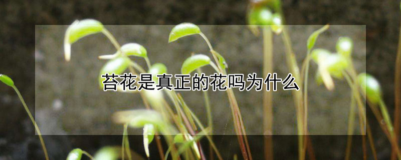 苔花是真正的花吗为什么