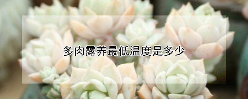 多肉露养最低温度是多少