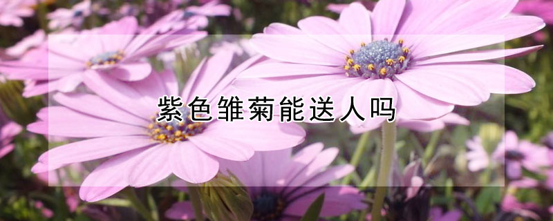 紫色雏菊能送人吗