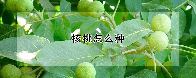 核桃怎么种