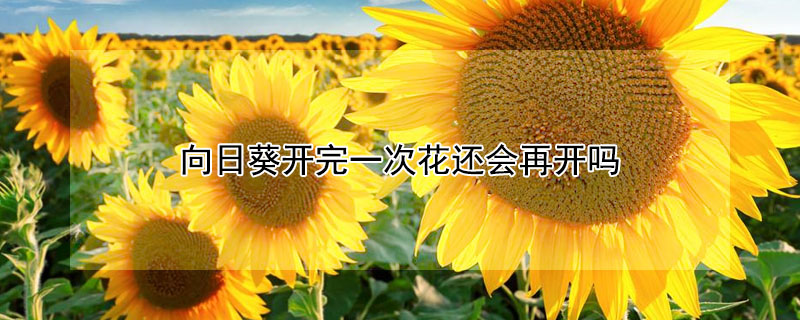 向日葵开完一次花还会再开吗