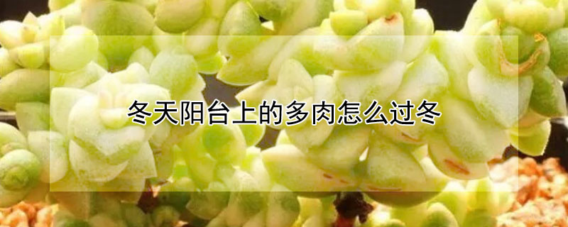 冬天阳台上的多肉怎么过冬