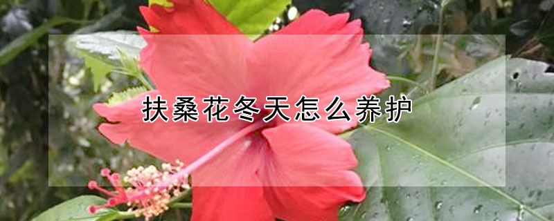 扶桑花冬天怎么养护