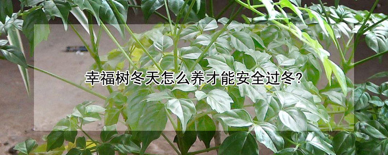 幸福树冬天怎么养才能安全过冬?