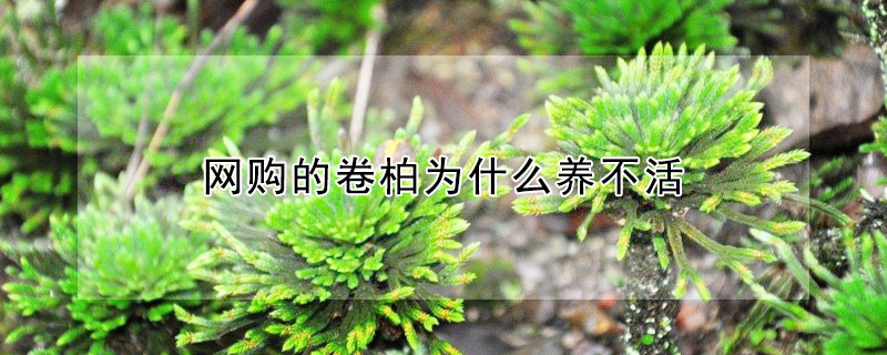 网购的卷柏为什么养不活