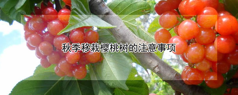 秋季移栽樱桃树的注意事项 —【发财农业网】