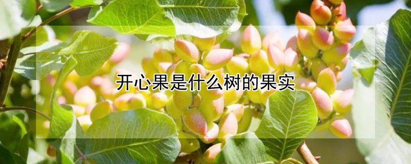 开心果是什么树的果实