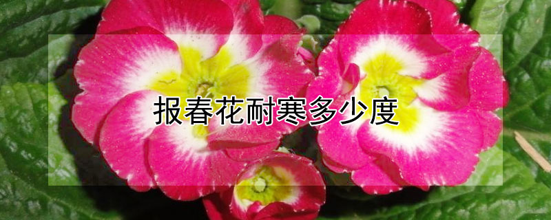 报春花耐寒多少度