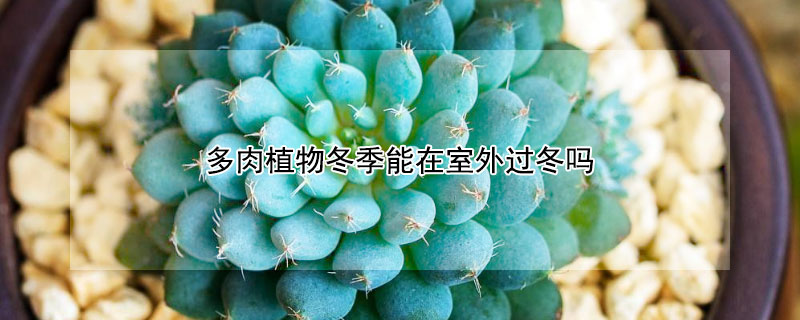 多肉植物冬季能在室外过冬吗