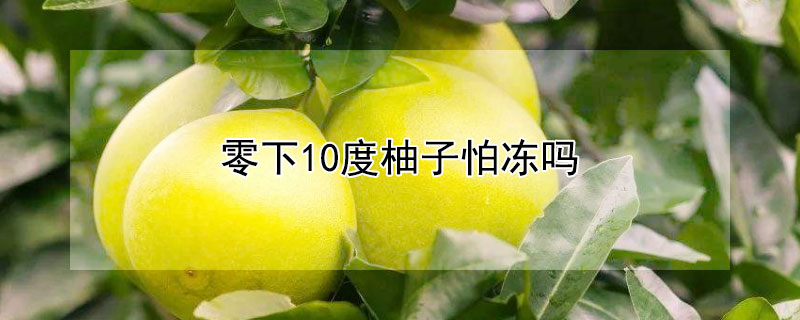 零下10度柚子怕冻吗