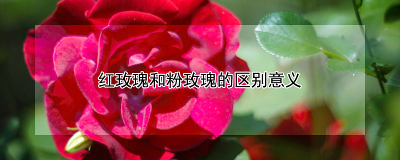红玫瑰和粉玫瑰的区别意义