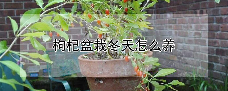 枸杞盆栽冬天怎么养