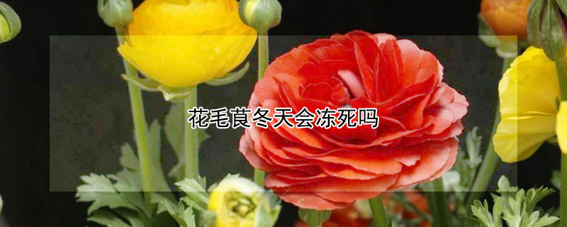 花毛茛冬天会冻死吗