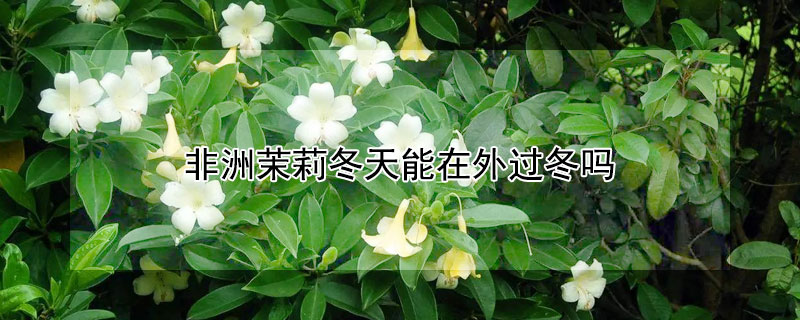 非洲茉莉冬天能在外过冬吗