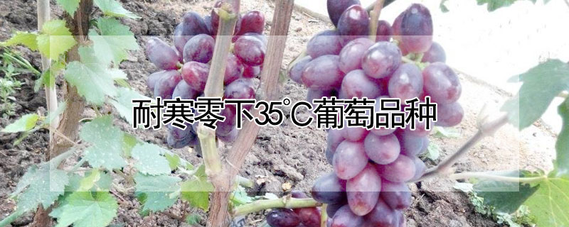 耐寒零下35℃葡萄品种