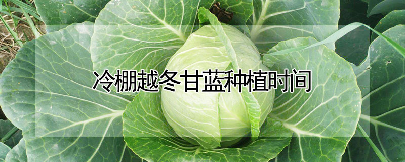 冷棚越冬甘蓝种植时间