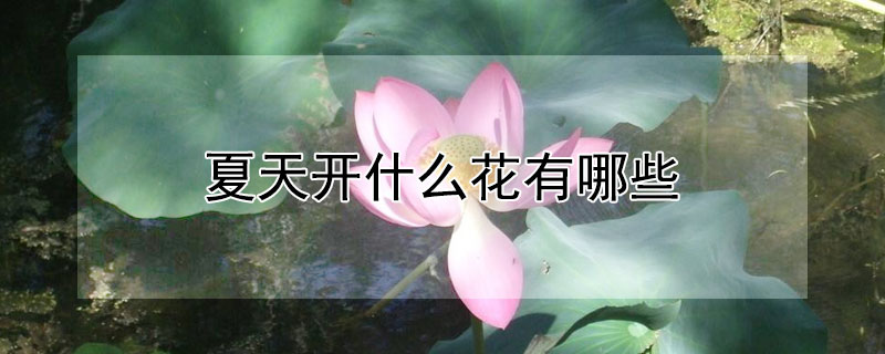 夏天开什么花有哪些