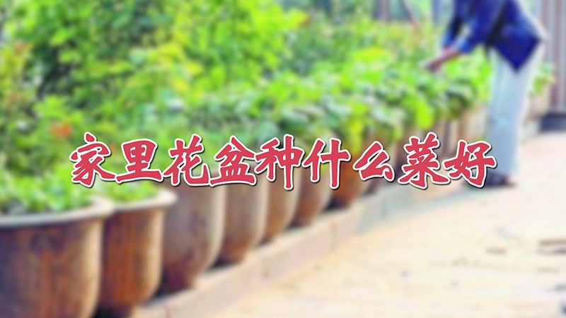 家里花盆种什么菜好