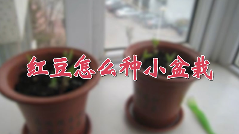 红豆怎么种小盆栽