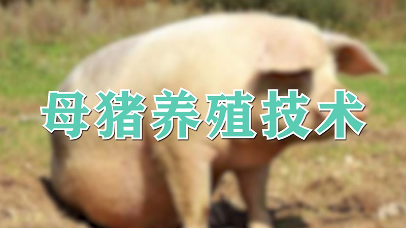 母猪养殖技术