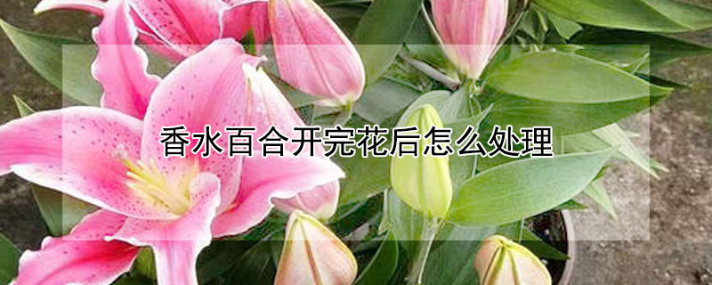 香水百合开完花后怎么处理