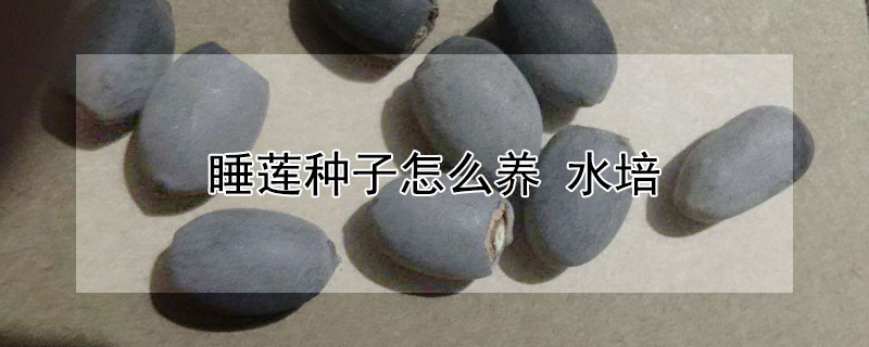 睡莲种子怎么养 水培