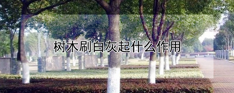 树木刷白灰起什么作用