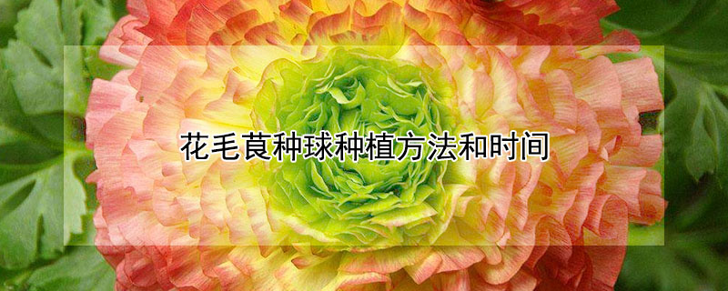 花毛茛种球种植方法和时间