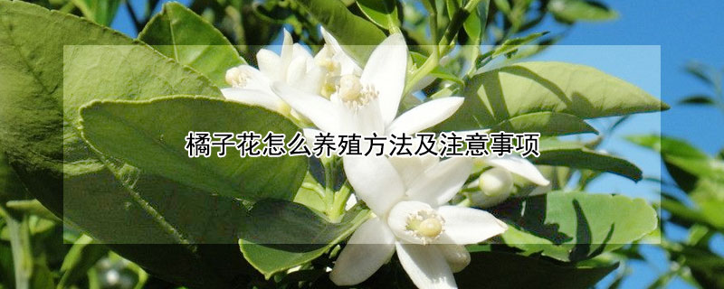 橘子花怎么养殖方法及注意事项