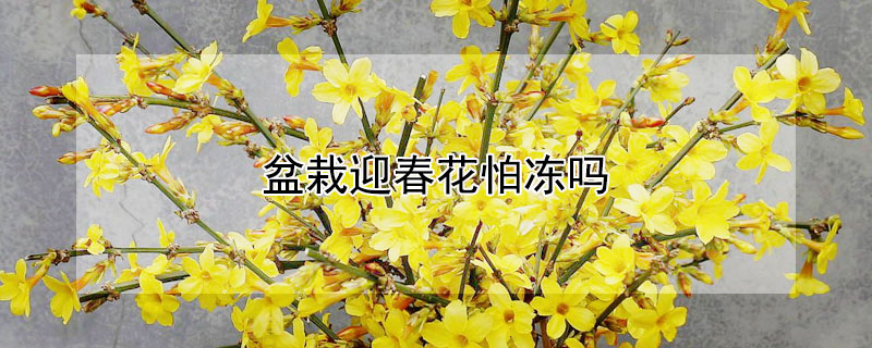 盆栽迎春花怕冻吗