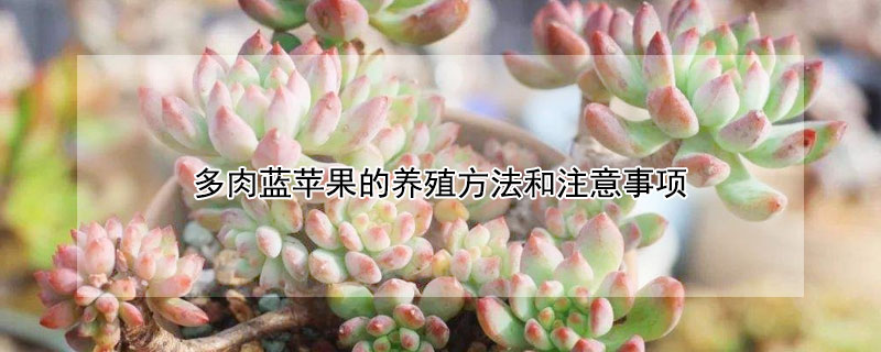 多肉蓝苹果的养殖方法和注意事项