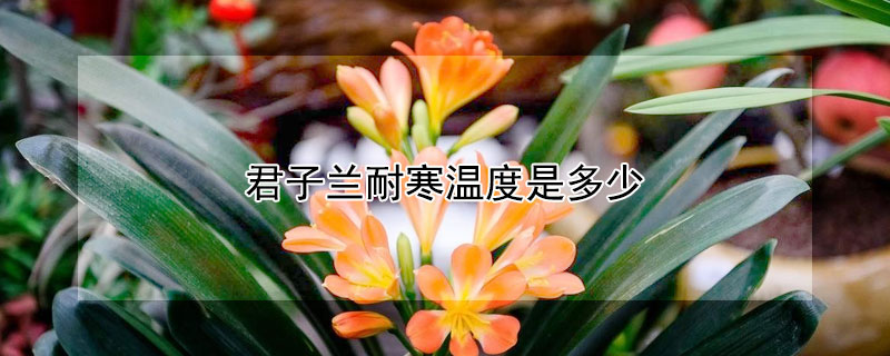 君子兰耐寒温度是多少