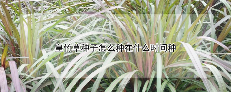 皇竹草种子怎么种在什么时间种