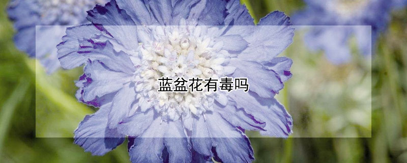 蓝盆花有毒吗