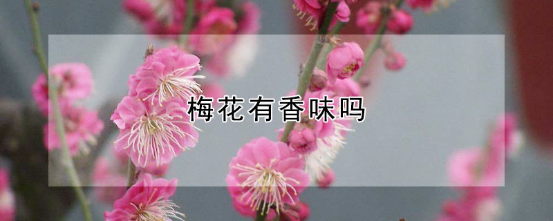 梅花有香味吗