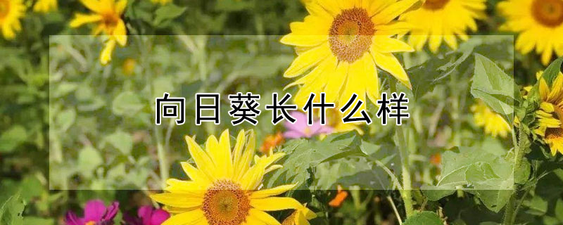 向日葵长什么样