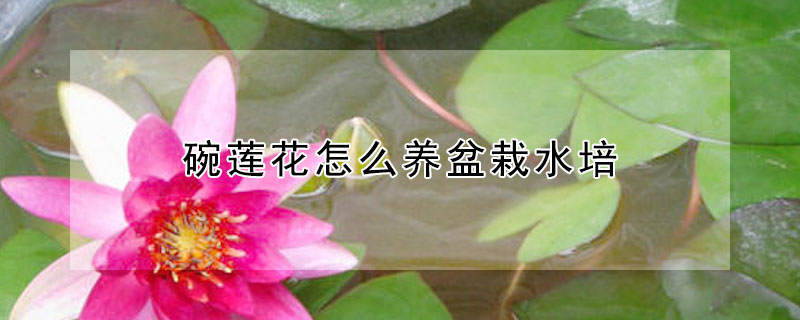 碗莲花怎么养盆栽水培