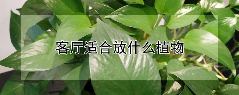 客厅适合放什么植物