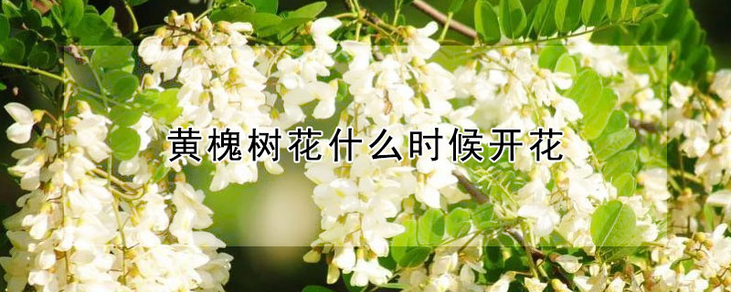 黄槐树花什么时候开花