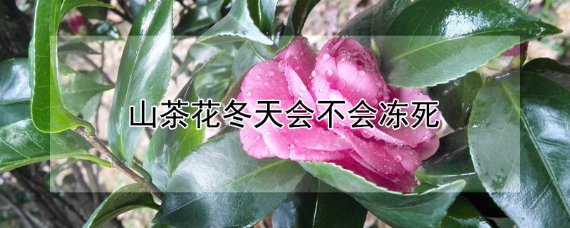 山茶花冬天会不会冻死