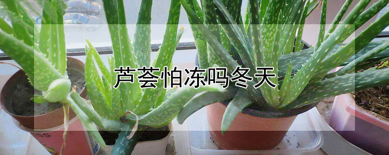 芦荟怕冻吗冬天