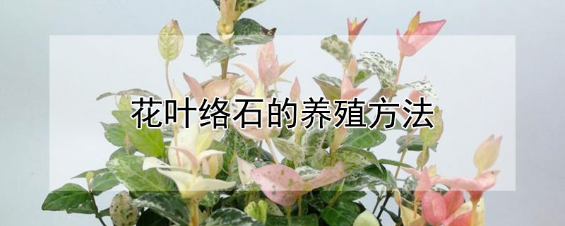 花叶络石的养殖方法