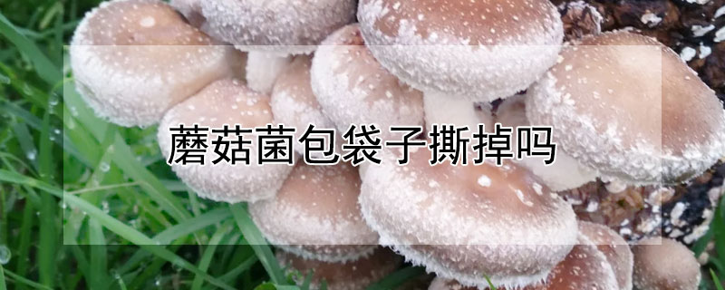 蘑菇菌包袋子撕掉吗