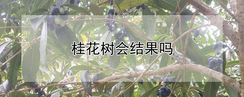 桂花树会结果吗