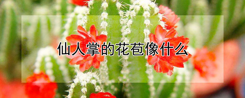 仙人掌的花苞像什么