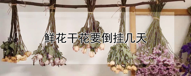 鲜花干花要倒挂几天