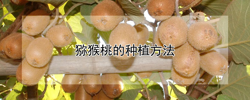 猕猴桃的种植方法 —【发财农业网】