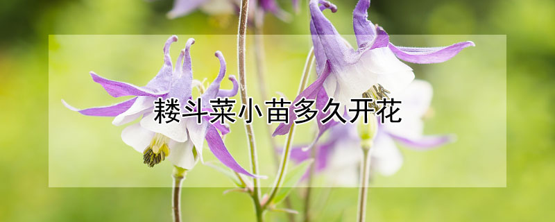 耧斗菜小苗多久开花