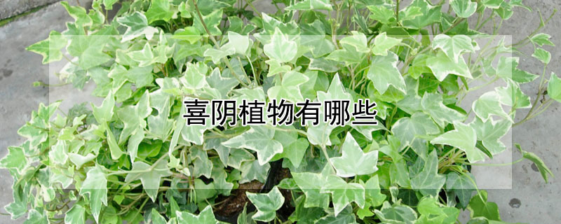 喜阴植物有哪些