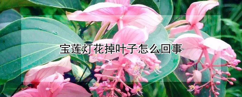 宝莲灯花掉叶子怎么回事